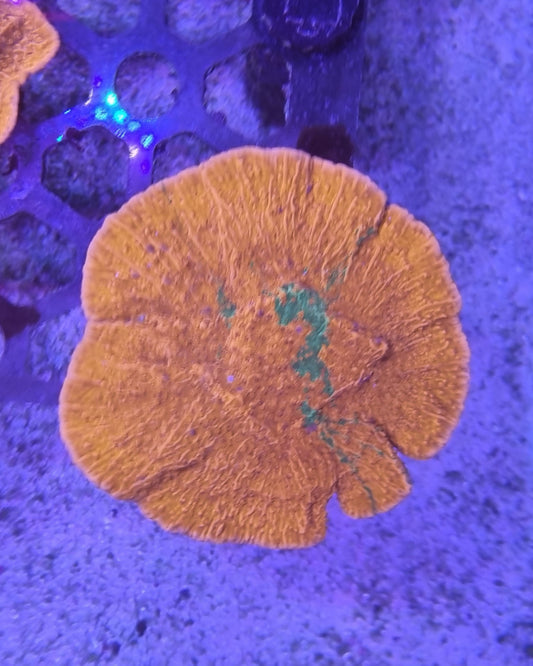 Grafted Montipora foliosa