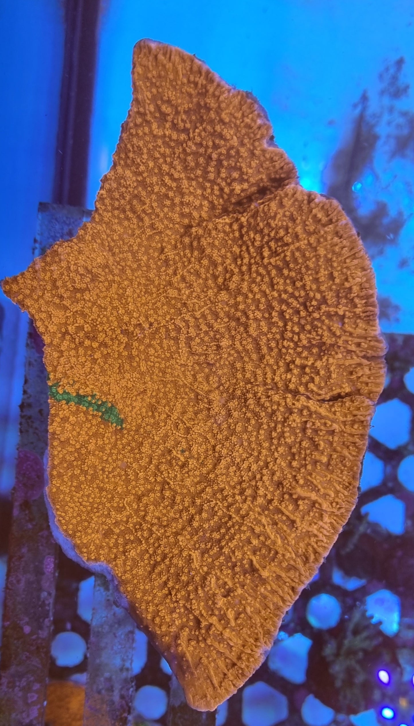 Grafted Montipora L