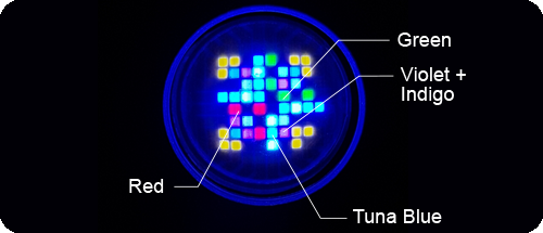 Kessil A360X Tuna Blue