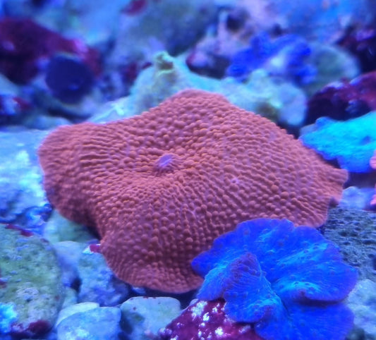 Discosoma ferrugatum ultra red