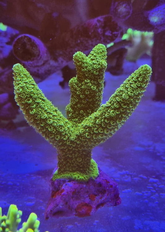 Acropora Chunky Stag Horn L