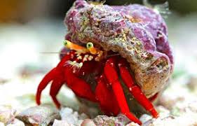 Red Leg Hermit Crab (Paguristes cadenati)