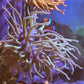 Bubble-tip anemone (Entacmaea quadricolor)