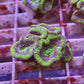 Micromussa lordhowensis (Acan) - Green