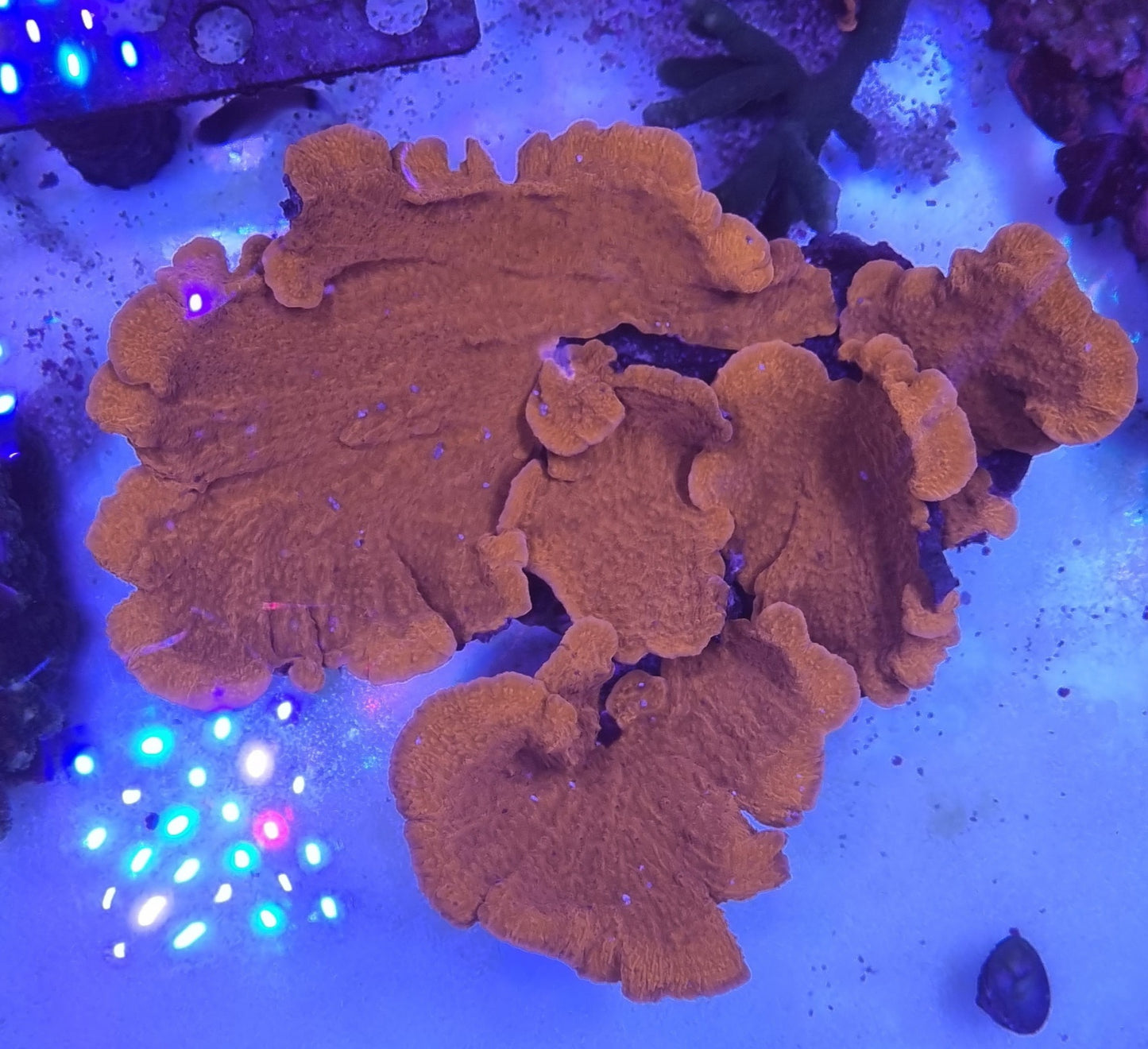 Montipora capricornis red XL