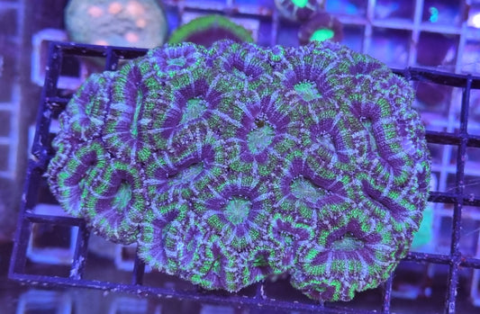 Micromussa lordhowensis (Acan) - green XL