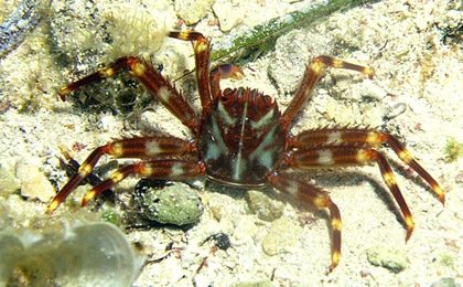 Sally Light Foot Crab (Percnon gibbesi)