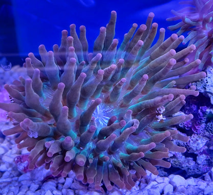 Bubble-tip anemone (Entacmaea quadricolor)