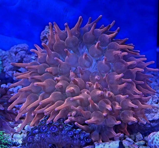 WYSIWYG Bubble-tip anemone (Entacmaea quadricolor)