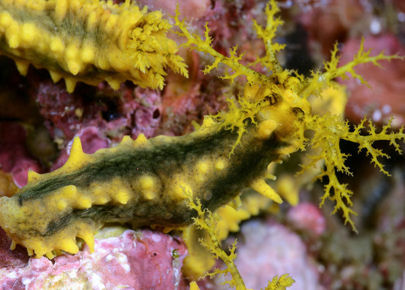 Yellow sea cucumber (Colochirus robustus)