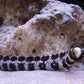 Snowflake eel (Echidna nebulosa)