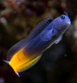 Bicolor blenny (Ecsenius bicolor)