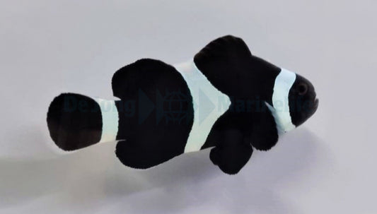 Darwin clownfish (Amphiprion ocellaris)