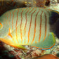 Blacktail angelfish (Centropyge eibli)