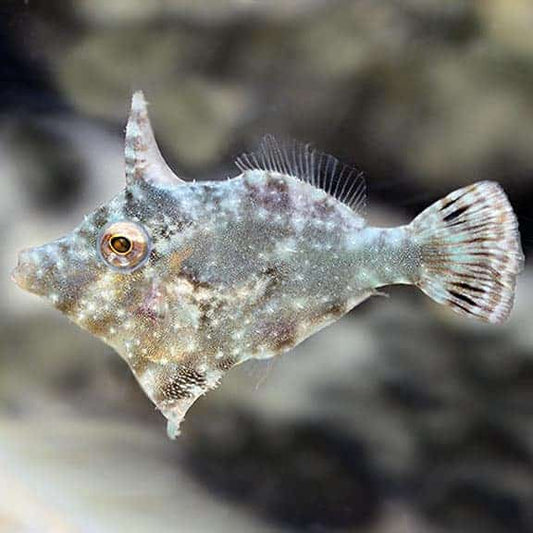 Aiptasia eating Filefish (Acreichthys tomentosus)