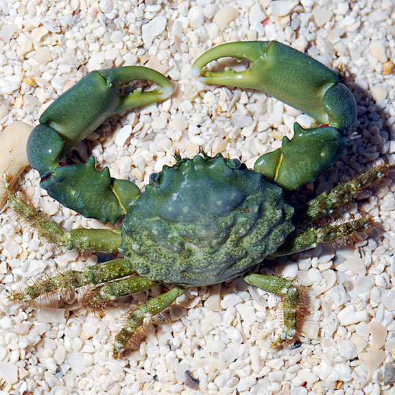 Mithrax Emerald Crab (Mithraculus sculptus)