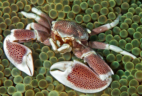 Anemone crab (Neopetrolisthes ohshimai)