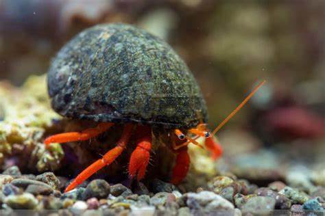 Orange Leg Hermit Crab (Clibanarius spp.)