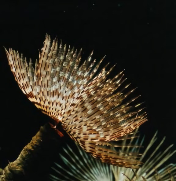 Feather Duster (Sabellastarte spp.)