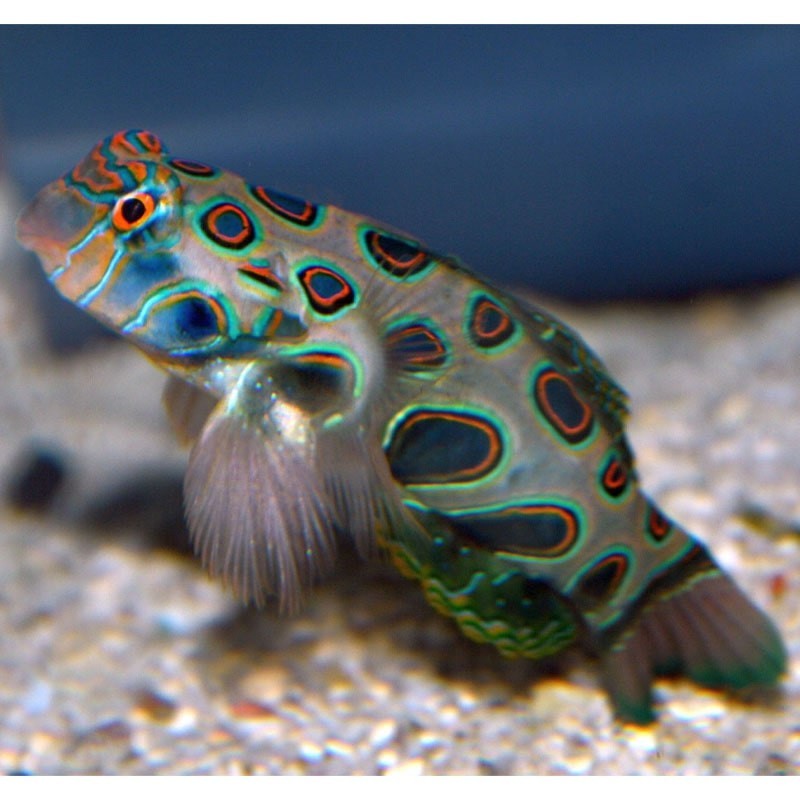 Huumekala (Synchiropus picturatus)