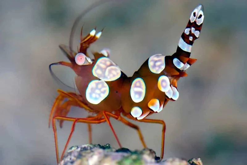Sexy Shrimp (Thor amboinensis)