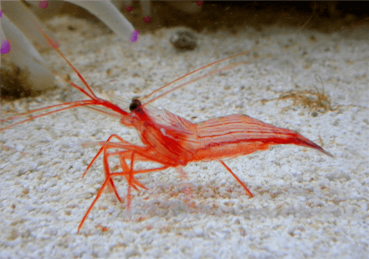 Peppermint Shrimp (Lysmata Wurdemanni)